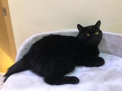 -滚猫咖啡·猫咖·猫友好撸猫(未来城店)