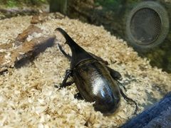 -上海大自然野生昆虫馆(东方明珠·爬宠昆虫探索中心)