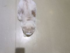 -藏猫猫咖啡主题馆(中央大道店)