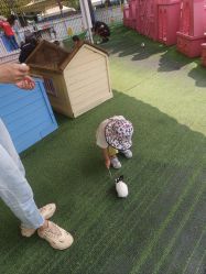 -萌宠亲子动物乐园(槐房万达店)