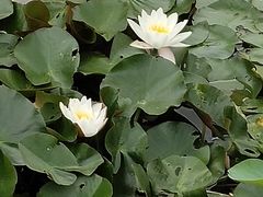 -YO!TEA有茶(龙华星河盛世店)