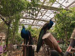 -呀路古热带植物园