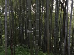 -上海市保健医疗中心(华东疗养院)