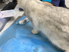 -芭比堂动物医院·CT·微创中心(新顺分院)