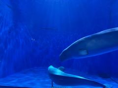 -多彩贵州城极地海洋世界