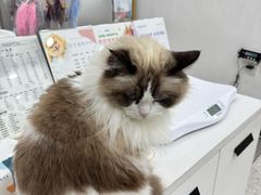 -四月宠物医院·猫专科·心脏专科·内科(转塘店)
