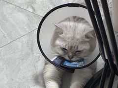 -创凡宠物医院·骨专科  猫科中心(西乡分院)