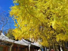 -潭柘寺景区