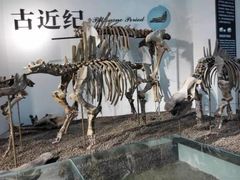 -烟台自然博物馆