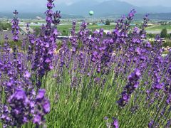 -富田农场