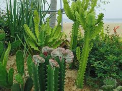 -大梅沙海滨公园