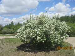 什么花树-长春公园(普阳街道)