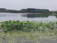 -丁香湖公园