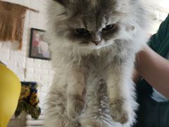 -平行世界·猫咖(首经贸店)