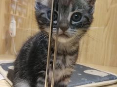 -屋虎猫馆(宝安大仟里店)