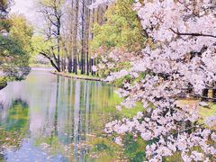 -上海共青森林公园