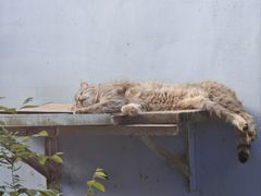 -青藏高原野生动物园