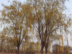 -永定河休闲森林公园