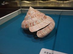 -青岛贝壳博物馆