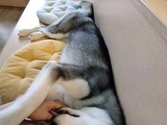 -Husky Go! 哈士奇体验馆·宠物咖啡厅狗咖