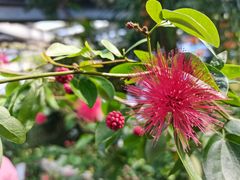 -中国科学院华南植物园