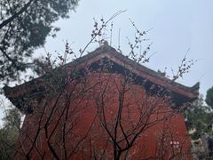 -洛阳白马寺