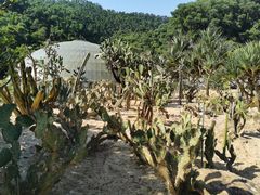 -深圳仙湖植物园