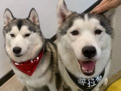 -Husky Go! 哈士奇体验馆·宠物咖啡厅狗咖