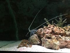 -暹罗海洋世界