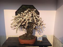 -香雪海