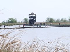 -盐城丹顶鹤湿地生态旅游区