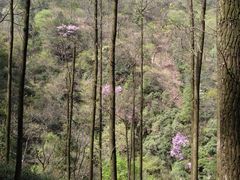 -藏龙百瀑风景区