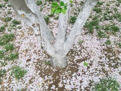 -海棠花溪(元大都城垣遗址公园)