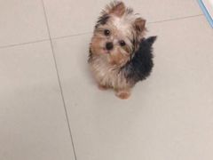 -BABYDOG宝贝狗宠物乐园(欧洲城店)