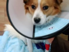 -爱侣宠医·鹦鹉专科·小型哺乳类·异宠专科(灵石路店)