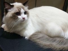 -帕帕拉兹宠物(亚洲旗舰店)