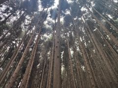 -山王坪喀斯特国家生态公园