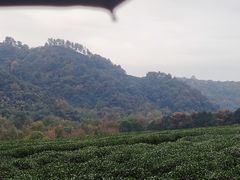 -中国茶叶博物馆(双峰馆区)