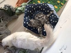 -藏猫猫咖啡主题馆(中央大道店)