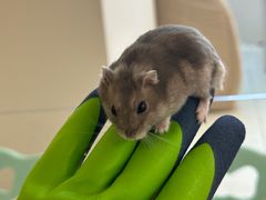 -怪兽屋·羊驼·猫咖·狗咖(俊华广场店)