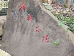 -铁山坪森林公园