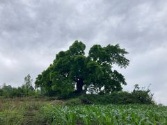 -福宝古镇