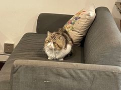 -参差咖啡(水果湖公园店)