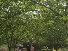 景点-成都大熊猫繁育研究基地