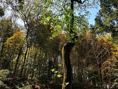 -上海佘山国家森林公园天马山园