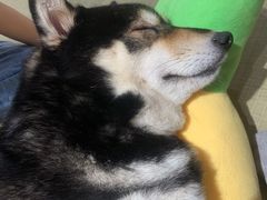 -逗柴咖啡屋·狗咖猫咖宠物桌游