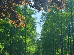 -黄海国家森林公园