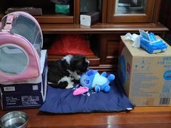 -1013 PET SHOP 宠物商店(近铁城市广场店)