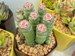 -摩登百货(岗顶店)