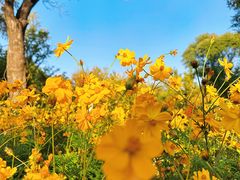 -朝阳公园